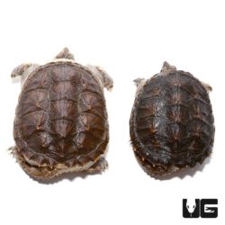 Snapping Turtles For Sale - Underground Reptiles