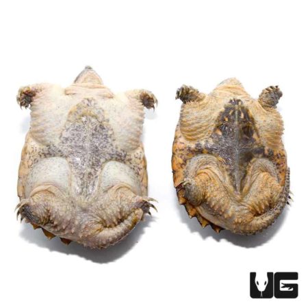 Snapping Turtles For Sale - Underground Reptiles