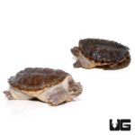 Snapping Turtles For Sale - Underground Reptiles