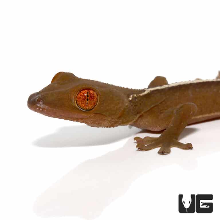 Solomon Island Dwarf White Lined Geckos (Gekko vittatus) For Sale