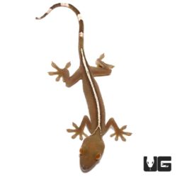 White Lined Geckos For Sale - Underground Reptiles