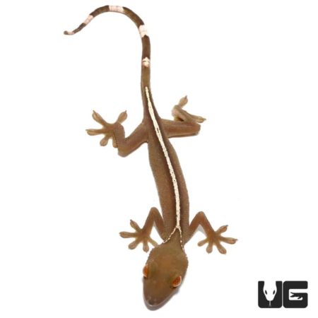 White Lined Geckos For Sale - Underground Reptiles
