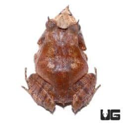 Solomon Island Eyelash Frogs For Sale - Underground Reptiles