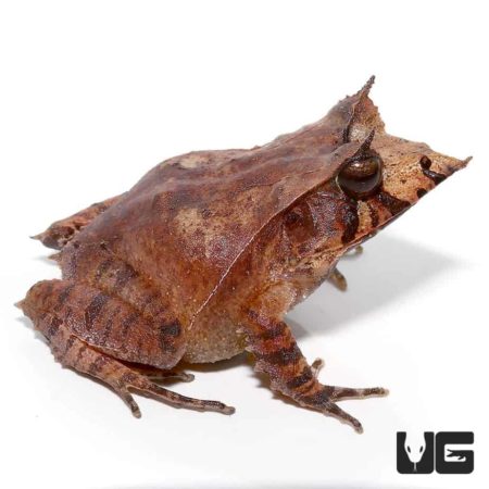 Solomon Island Eyelash Frogs For Sale - Underground Reptiles