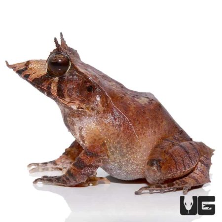 Solomon Island Eyelash Frogs For Sale - Underground Reptiles
