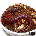 Solomon Island Giant Red Centipede for sale - Underground Reptiles