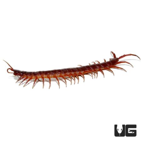 Solomon Island Giant Red Centipede for sale - Underground Reptiles