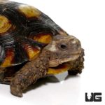 Speke's Hingeback Tortoises For Sale - Underground Reptiles