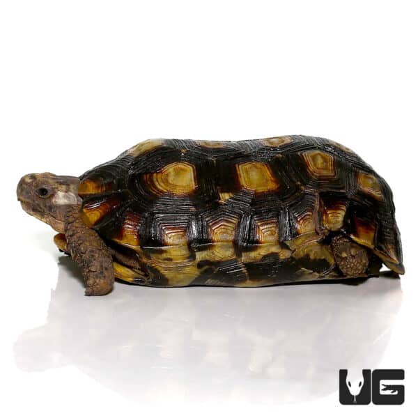 Tortoises For Sale - Underground Reptiles