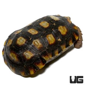 Speke's Hingeback Tortoises For Sale - Underground Reptiles