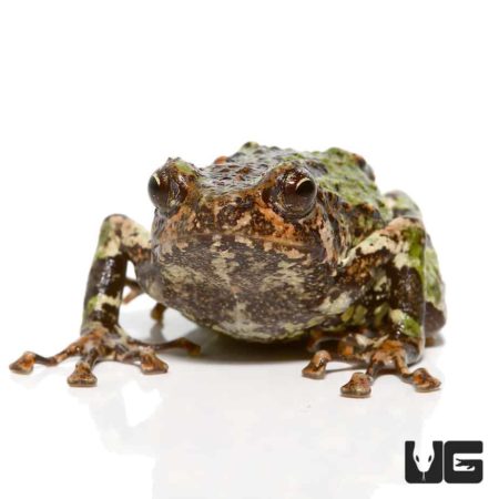 Spiny Rian Frog For Sale - Underground Reptiles