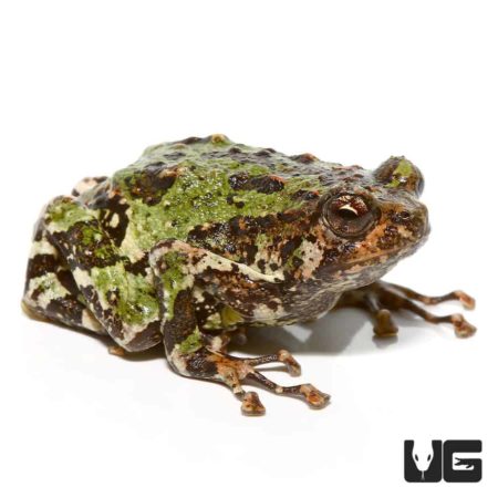 Spiny Rian Frog For Sale - Underground Reptiles
