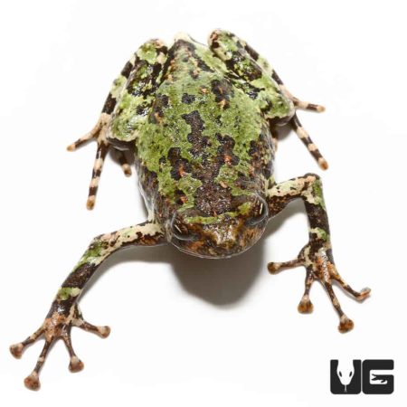 Spiny Rian Frog For Sale - Underground Reptiles