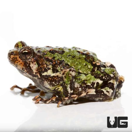 Spiny Rian Frog For Sale - Underground Reptiles