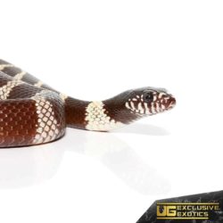Yearling Chocolate California Kingsnake for sale - Underground Reptiles