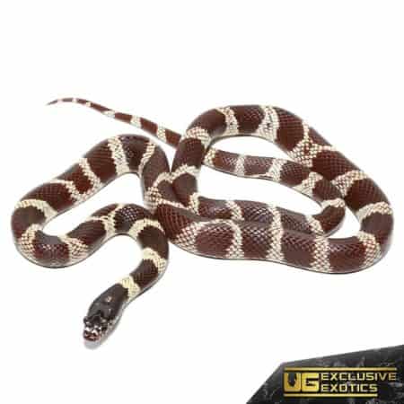 Yearling Chocolate California Kingsnake for sale - Underground Reptiles