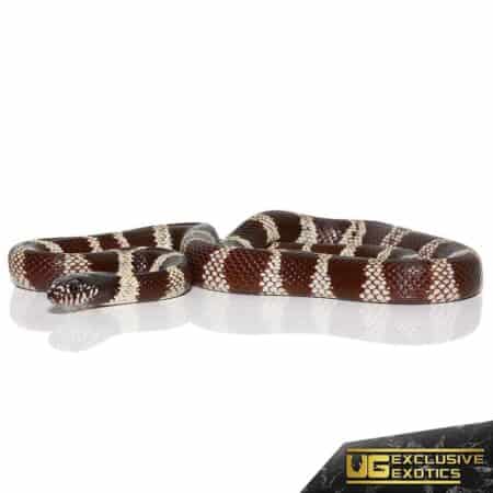 Yearling Chocolate California Kingsnake for sale - Underground Reptiles