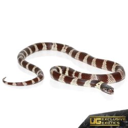 Yearling Chocolate California Kingsnake for sale - Underground Reptiles