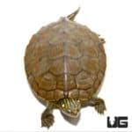 Yearling Geographic Map Turtles For Sale - Underground Reptiles