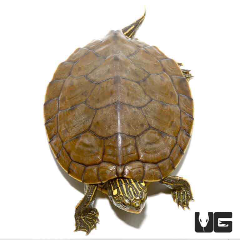 Yearling Geographic Map Turtles For Sale - Underground Reptiles