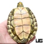 Yearling Geographic Map Turtles For Sale - Underground Reptiles