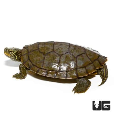 Yearling Geographic Map Turtles For Sale - Underground Reptiles