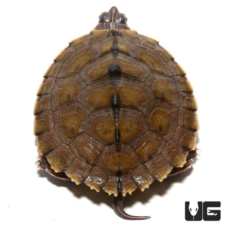 Yearling Ouachita Map Turtles For Sale - Underground Reptiles