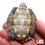 Yearling Ouachita Map Turtles For Sale - Underground Reptiles