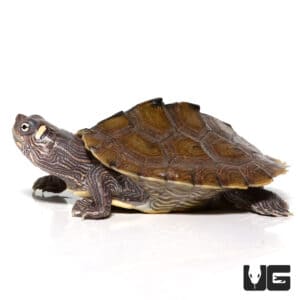 Yearling Ouachita Map Turtles For Sale - Underground Reptiles