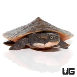 Baby Pinkbelly Snapper For Sale - Underground Reptiles