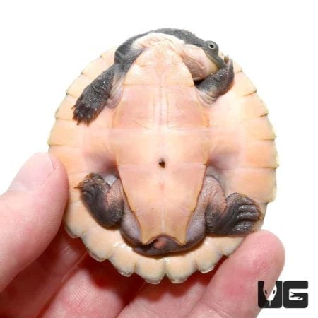 Small pinkbelly snapping turtle hatchling on a person's hand.