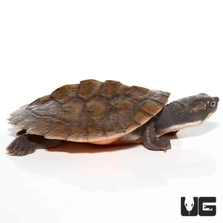 Baby Pinkbelly Snapper For Sale - Underground Reptiles
