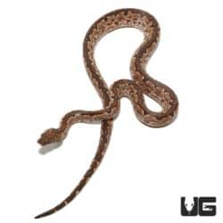 Yearling San Isabel Island Ground Boas for sale - Underground Reptiles