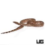 Yearling San Isabel Island Ground Boas for sale - Underground Reptiles
