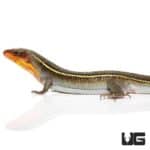 Yellow Throated Plated Lizard For Sale - Underground Reptiles