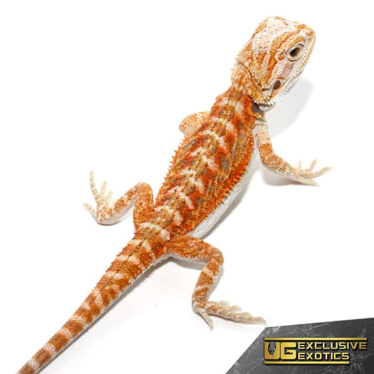 Baby Hypo Summer Stripe Bearded Dragons For Sale - Underground Reptiles