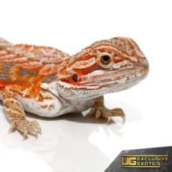 Baby Hypo Tangerine Dream Bearded Dragons For Sale - Underground Reptiles