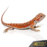 Baby Hypo Tangerine Dream Bearded Dragons For Sale - Underground Reptiles