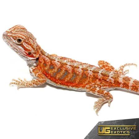 Baby Hypo Tangerine Dream Bearded Dragons For Sale - Underground Reptiles