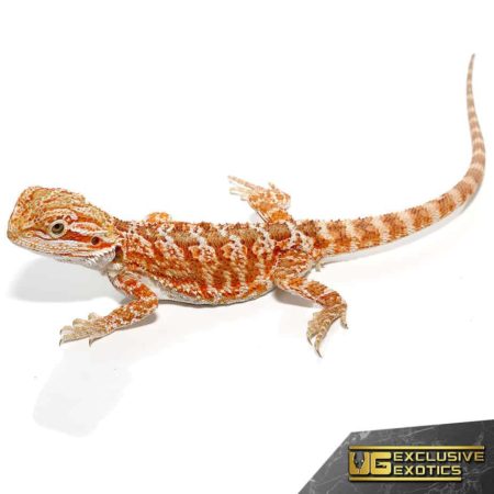 Baby Molten Lava Bearded Dragons For Sale - Underground Reptiles