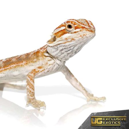 Baby Terracotta Striped Bearded Dragon For Sale - Underground Reptiles
