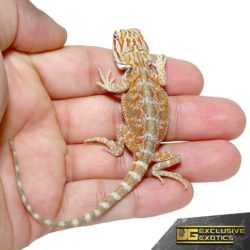 Baby Terracotta Striped Bearded Dragon For Sale - Underground Reptiles