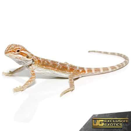 Baby Terracotta Striped Bearded Dragon For Sale - Underground Reptiles