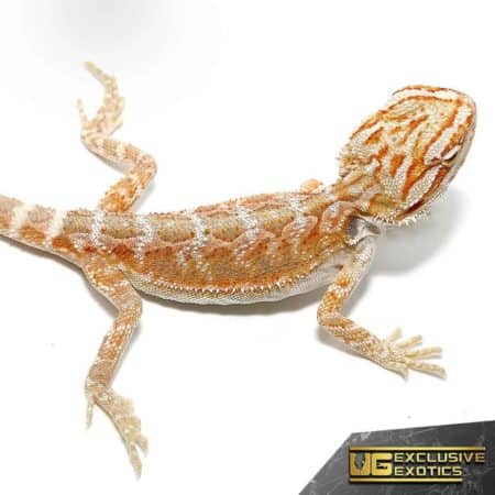 Baby Terracotta Striped Bearded Dragon For Sale - Underground Reptiles