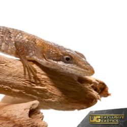 Baby Texas Alligator Lizards For Sale - Underground Reptiles
