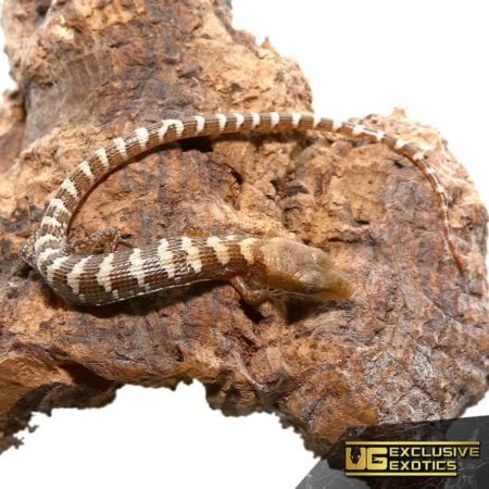 Baby Texas Alligator Lizards For Sale - Underground Reptiles