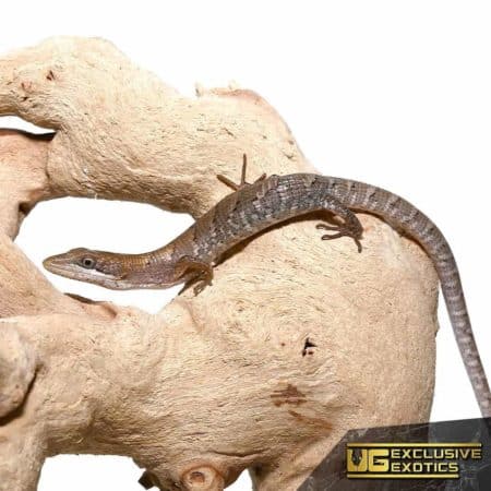 Baby Texas Alligator Lizards For Sale - Underground Reptiles