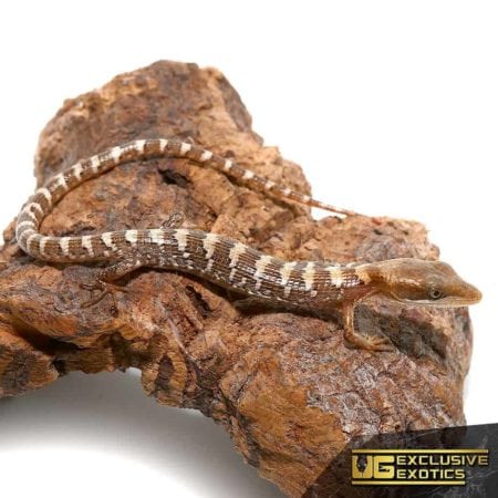 Baby Texas Alligator Lizards For Sale - Underground Reptiles