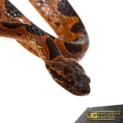 Banded Cat Eye Snakes For Sale - Underground Reptiles