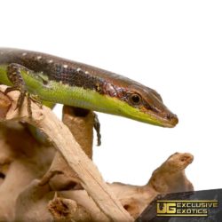Green Belly Skink For Sale - Underground Reptiles